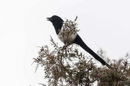 Wild Black-Billed Magpie