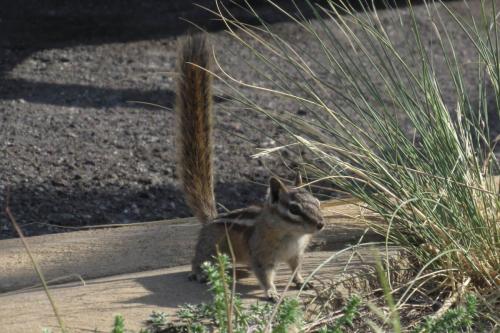 Wildlife at the Great Sand Dunes
