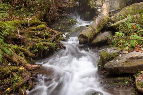 Roaring Fork Motor Nature Trail, Great Smoky Mountains National Park