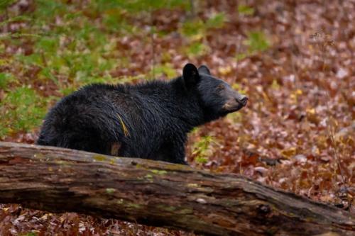 Black Bear Great Smoky Mountains