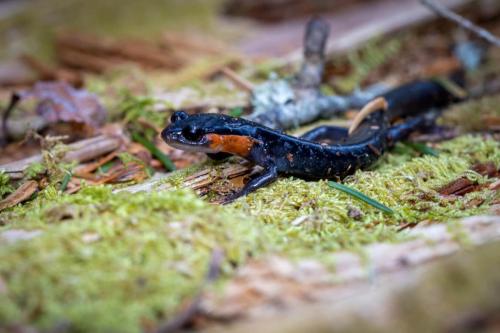 Red-cheeked Salamander, Great Smoky Mountains National Park, North Carolina and Tennessee