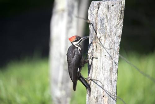 Red Headed Pileated Woodpecker