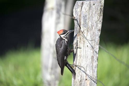 Pileated Woodpecker, Great Smoky Mountains National Park, North Carolina and Tennessee