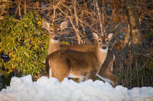 Two Deer Standing in the Snow