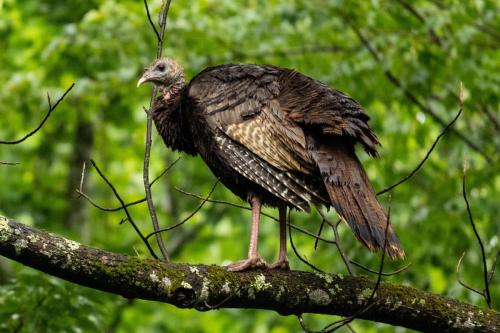 Wild Turkey, Great Smoky Mountains National Park, North Carolina and Tennessee