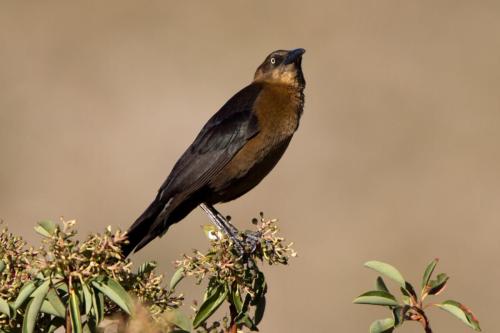 Female Great-tailed Grackle in Texas Madrone