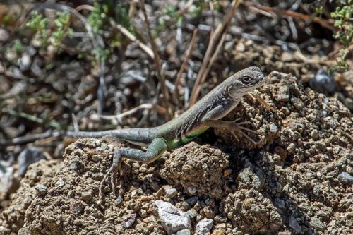Guadalupe Mountains National Park Wildlife