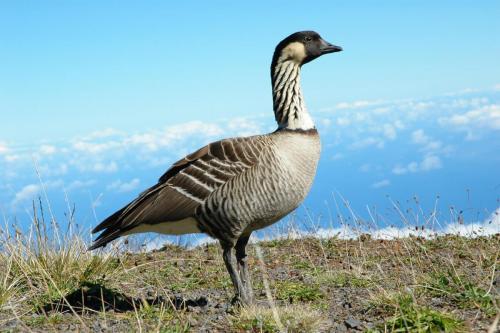 Haleakalā National Park Wildlife
