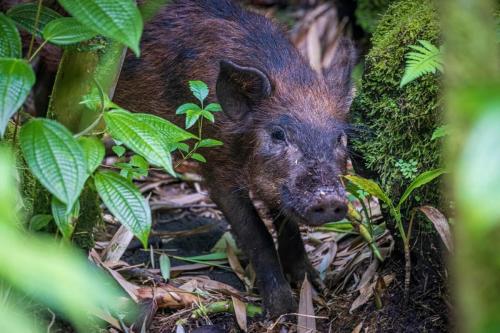 Wild Feral Pig Foraging in a Bamboo Forest
