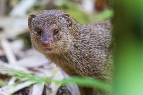Wild Mongoose in a Bamboo Forest in Haleakalā