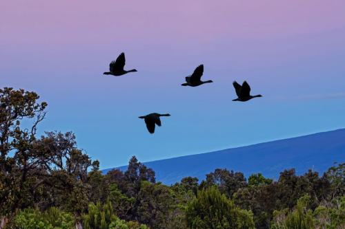 Silhouettes of Four Hawaiian Nēnē Geese
