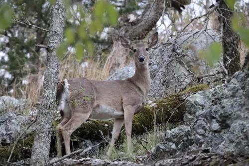 White-tailed Deer in the Forest