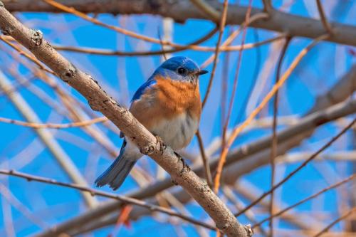 Eastern Bluebird on a Cold Sunny Morning