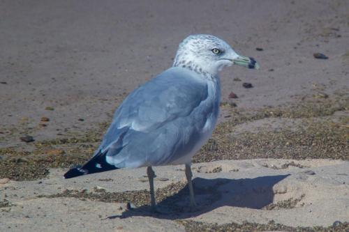 Seagull on the Shore