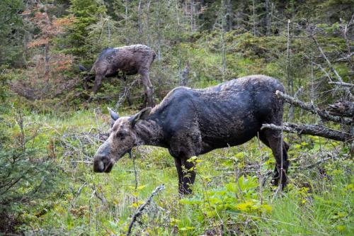 Female Moose in Foliage with Calf