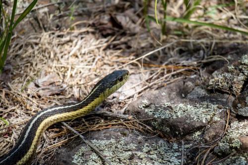 Green and Yellow Garter Snake