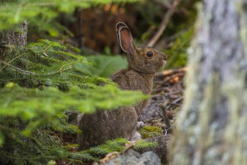 Snowshoe Hare in Isle Royale