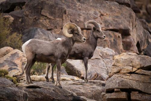 Male and Female Big Horn Sheep