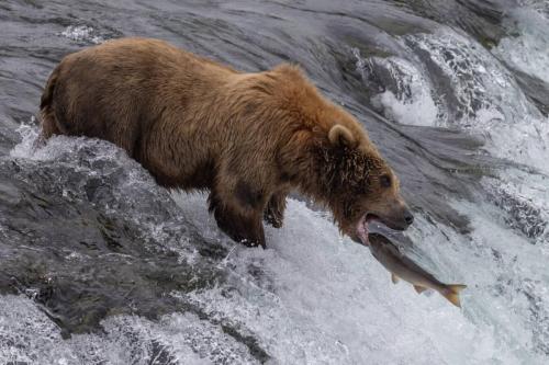 Brooks Falls, Katmai National Park & Preserve
