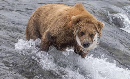 Brooks Falls, Katmai National Park & Preserve