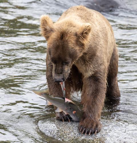 Brooks Falls, Katmai National Park & Preserve
