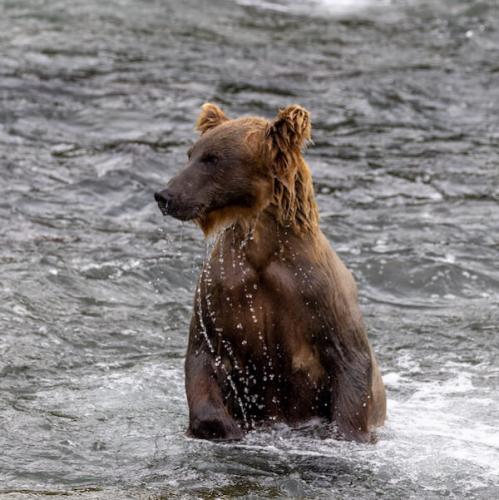 Brooks Falls, Katmai National Park & Preserve