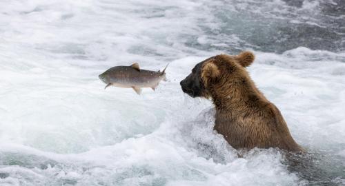 Brooks Falls, Katmai National Park & Preserve