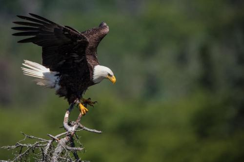 Bald Eagle Lands in a Tree