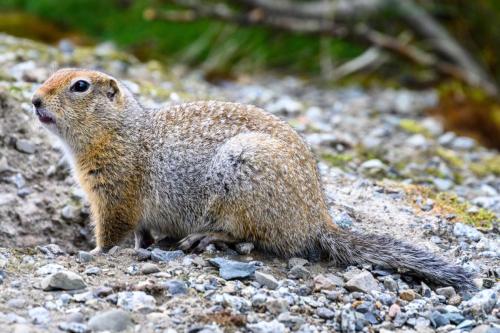 Closeup of Cute Ground Squirrel