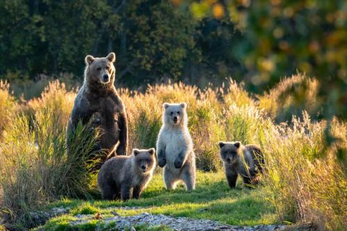 Female Alaskan Brown Bear with Three Cubs