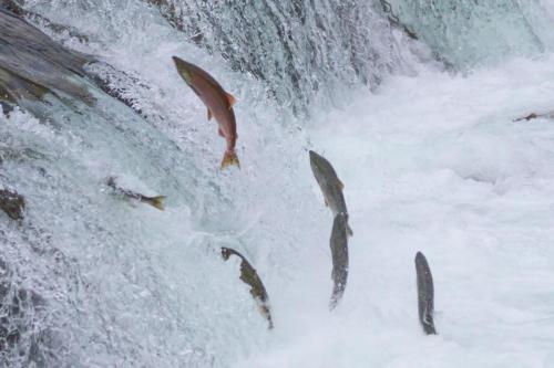Sockeye Salmon Jumping Up Brooks Falls