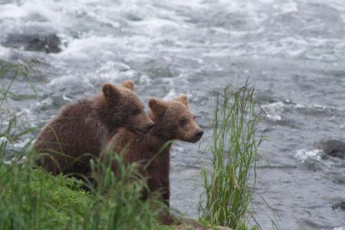 Alaskan Brown Bear Cubs