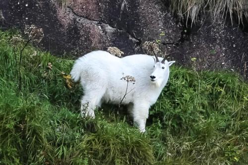 Mountain Goat Climbing in Steep Cliffs