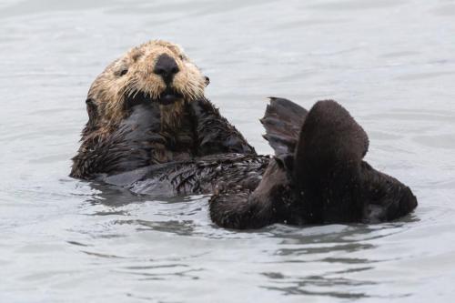 Wild Sea Otter in the Waters of Seward