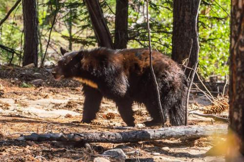 Bear Sightings in Kings Canyon