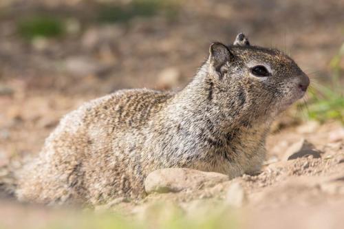 Ground Squirrel Feeding in Kings Canyon