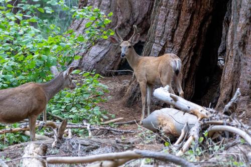 Pair of Mule Deer in Front of Sequoia Trees