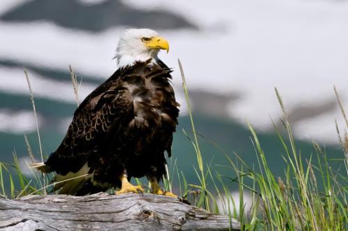 American Bald Eagle Perched on Log