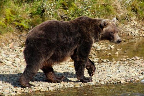 Grizzly Bear on a River Bank