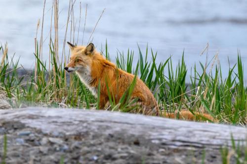 Red Fox Hunting in the Early Morning