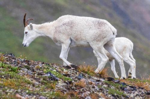 Wild Mountain Goats Grazing