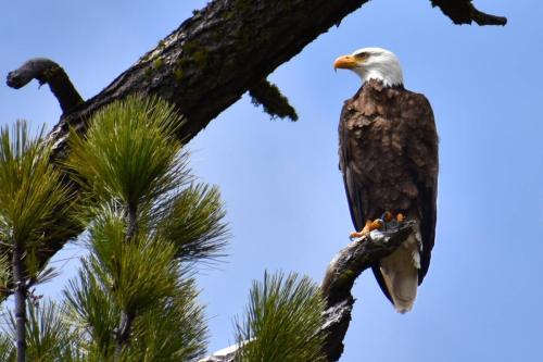 American Bald Eagle Spotted Perched in a Tree