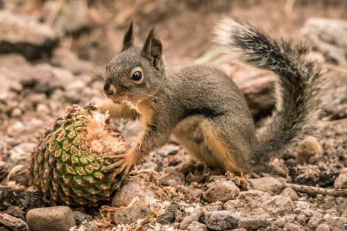 Douglas Squirrel Eats a Pinecone