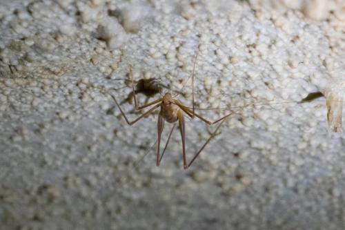 Cave Cricket in Mammoth Cave