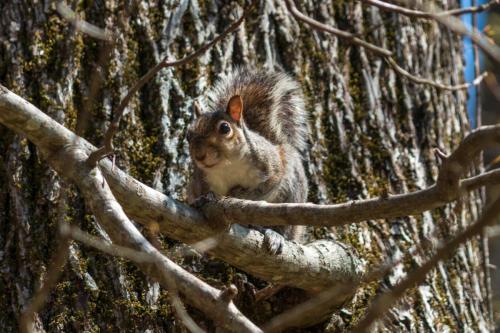 Squirrel in Mammoth Cave National Park
