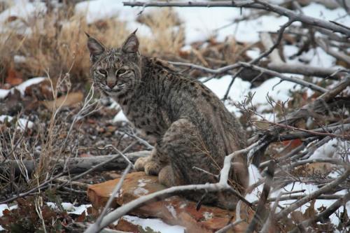 Bobcat at Mesa Verde
