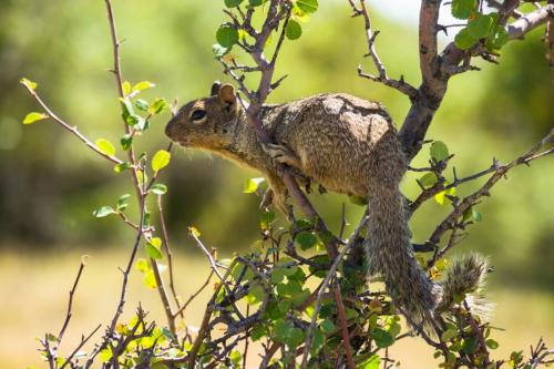 Ground Squirrel in a Tree