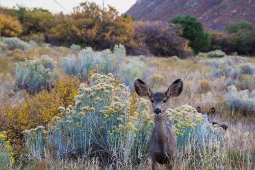 Wild Deer in Mesa Verde