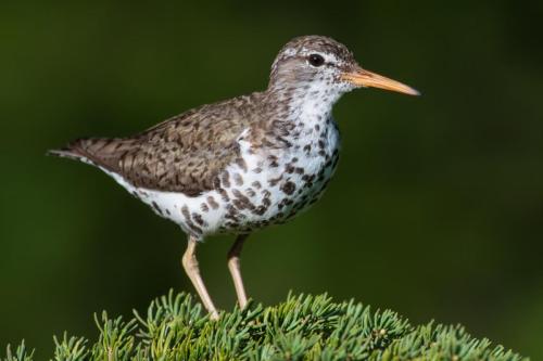 Spotted Sandpiper Standing on a Pine Tree