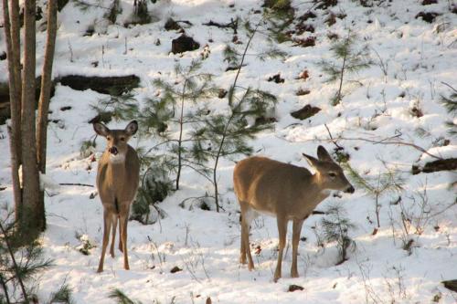 Deer in Snow at Grandview